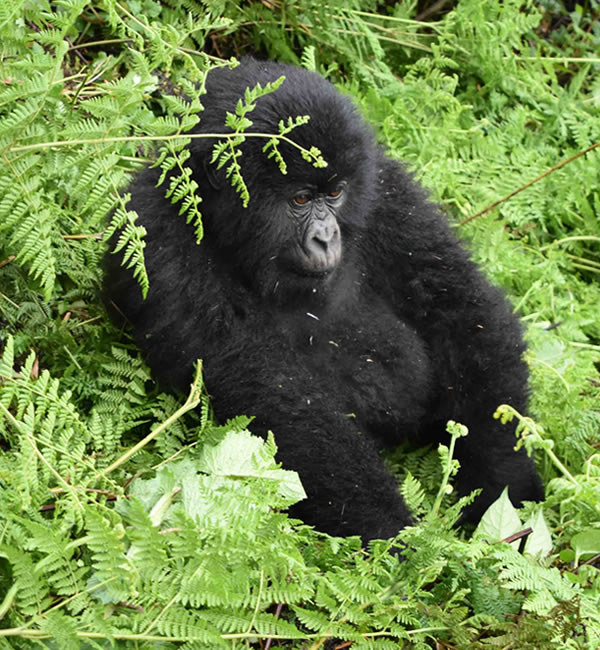 Gorilla Safaris