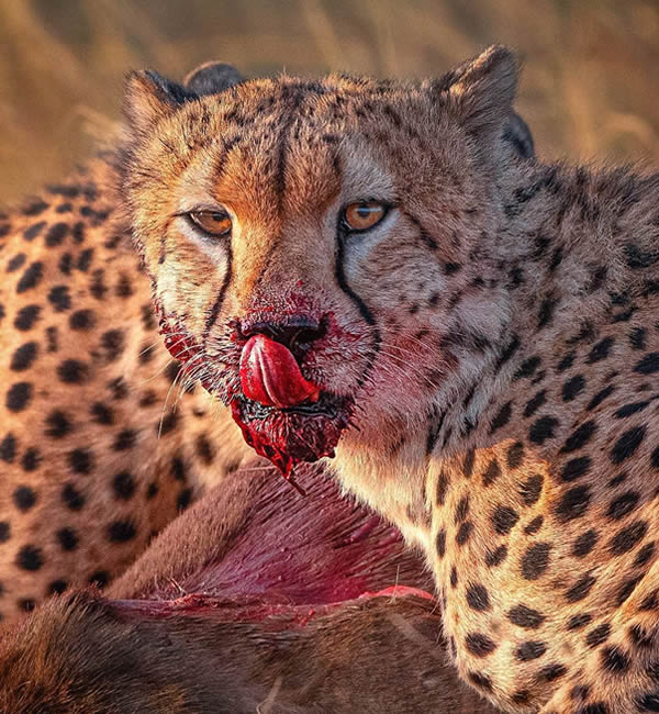 Wildlife Safaris